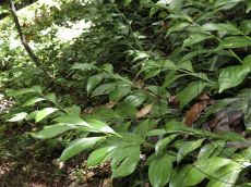 Ruscus-colchicus_ваи